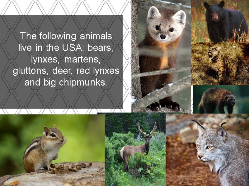 The following animals live in the USA: bears, lynxes, martens, gluttons, deer, red lynxes